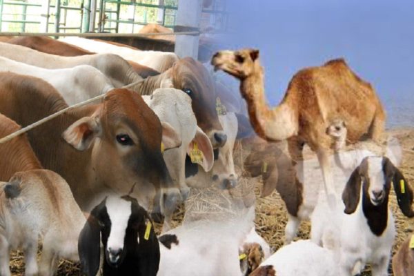 3-jenis-hewan-kurban-sesuai-syariat-cek-penjelasannya-di-sini-sqp