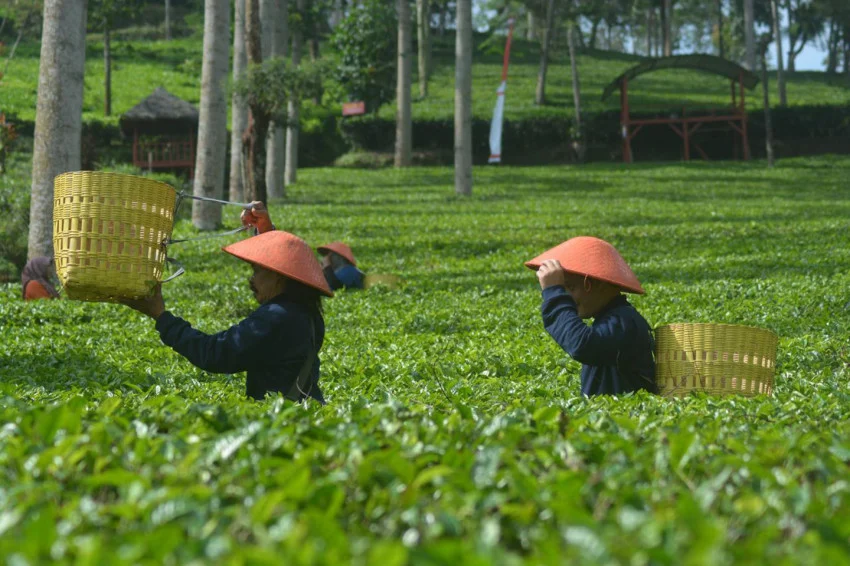 ada-ketelitian-dan-konsistensi-di-balik-rasa-teh-berkualitas-isv