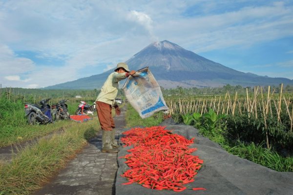 bri-salurkan-kur-rp6595-triliun-jangkau-558000-petani-dan-23000-nelayan-jcz