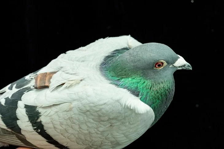 burung-merpati-punya-gps-canggih-alamiah-melebihi-teknologi-buatan-manusia-nnj