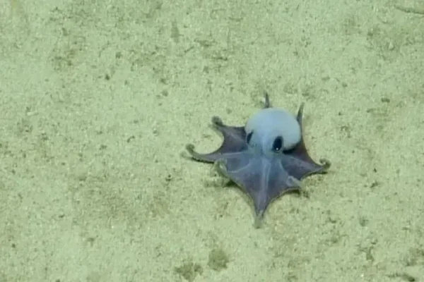 gurita-biru-kehijauan-langka-ditemukan-di-dasar-laut-galapagos-kkl