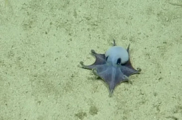 gurita-biru-kehijauan-langka-ditemukan-di-dasar-laut-galapagos-kkl