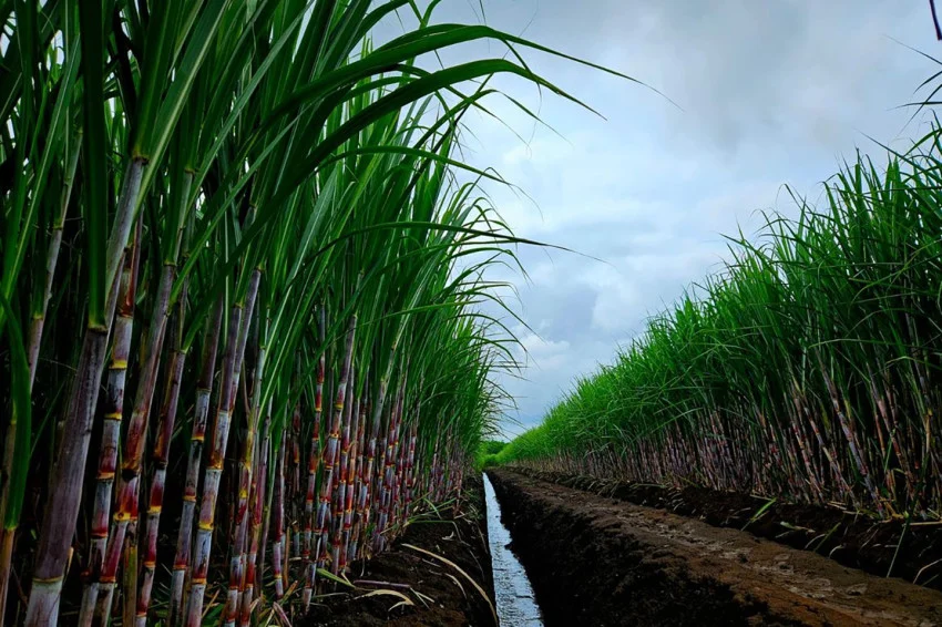 india-resmi-larang-ekspor-gula-hingga-september-2026-bakal-picu-kenaikan-harga-qrf