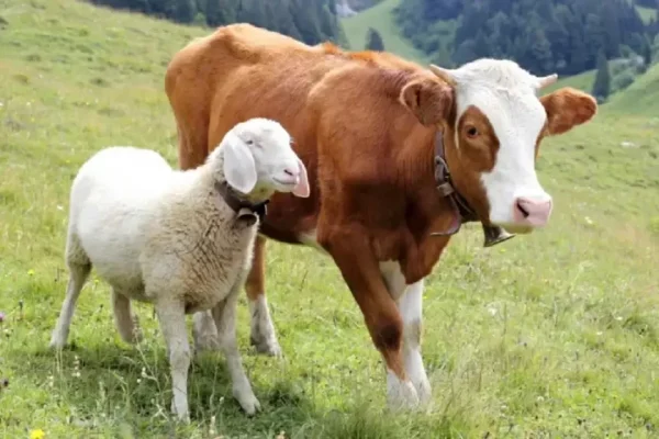 keutamaan-ibadah-kurban-pahalanya-tak-terhitung-mvy