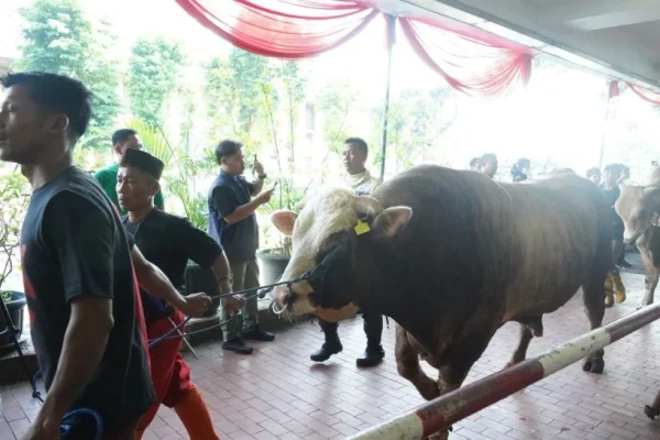 masjid-istiqlal-bagikan-10728-paket-daging-kurban-dikemas-per-1-kg-koc