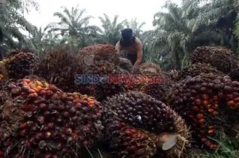 petani-sawit-apresiasi-pks-taat-hpp-di-tengah-anjloknya-harga-tbs-ccv
