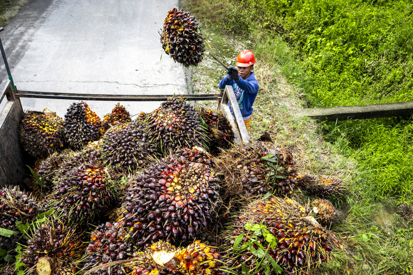 petani-sawit-respons-ekspor-satu-pintu-stabilitas-rantai-pasok-harus-jadi-prioritas-mgo