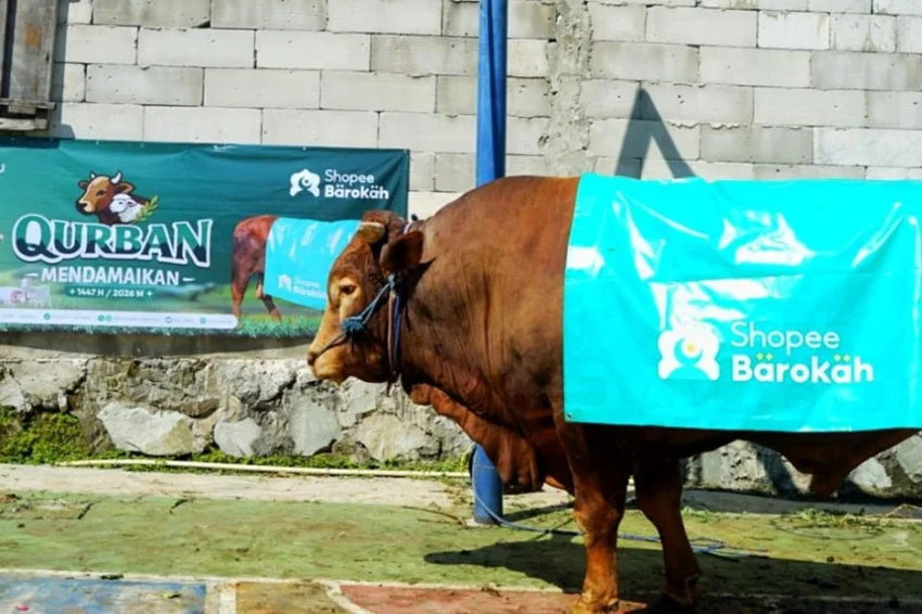 sapi-limosin-1-ton-dikurbankan-untuk-santri-dan-warga-bantaran-sungai-di-depok-ind