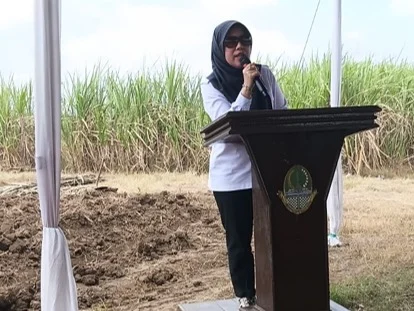 sistem-berjenjang-jadi-jawaban-krisis-bibit-tebu-kmx