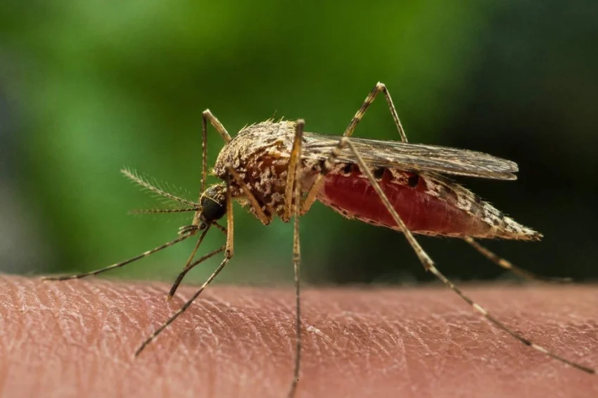 waspada-malaria-monyet-kasus-meningkat-di-malaysia-dan-muncul-di-aceh-wrb