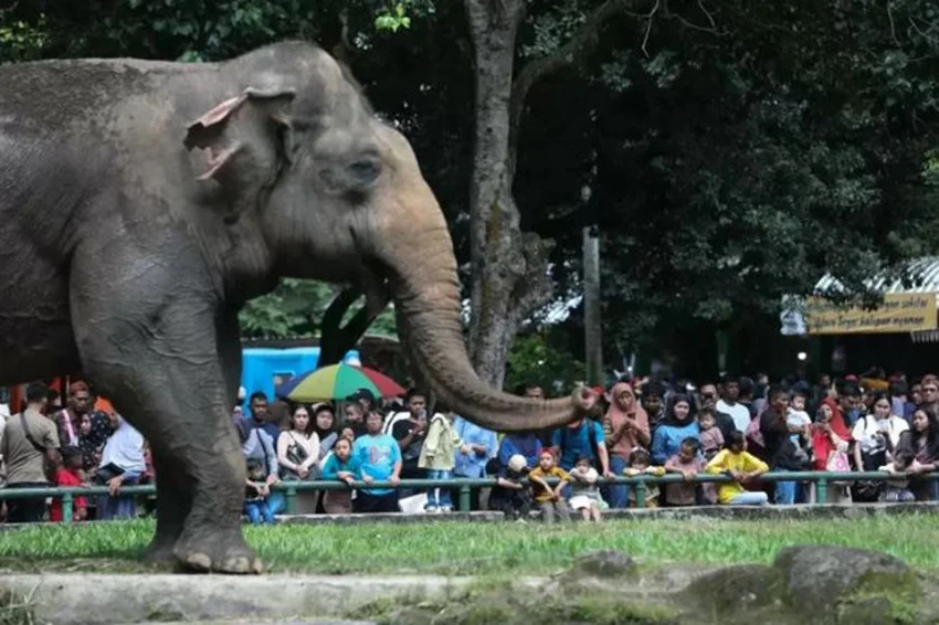 buntut-pengunjung-masuk-kandang-gajah-ragunan-perketat-pengawasan-hgo