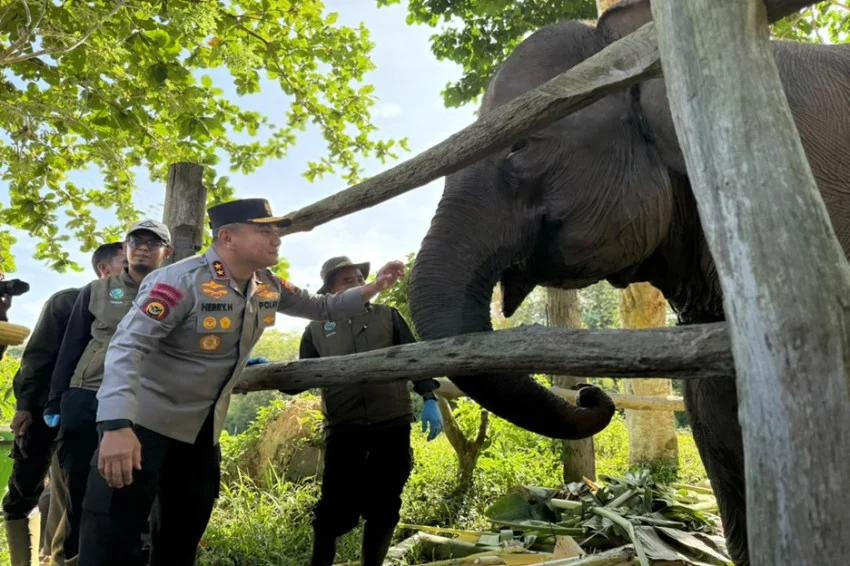 kapolda-riau-namai-anak-gajah-tesso-nilo-nona-seroja-simbol-harapan-baru-konservasi-ptd