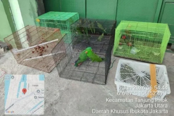 kemenhut-bongkar-perdagangan-100-satwa-dilindungi-dari-papua-2-oknum-aparat-ditangkap-qjd