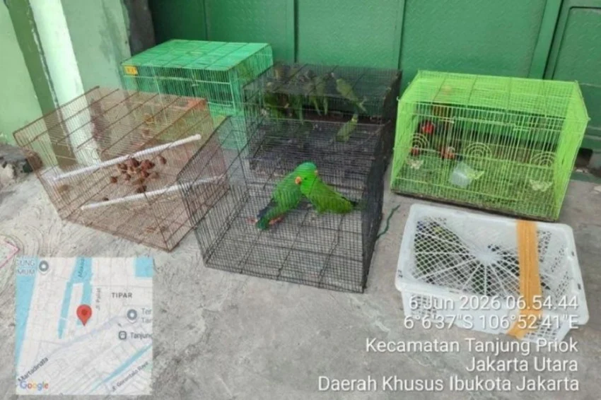 kemenhut-bongkar-perdagangan-100-satwa-dilindungi-dari-papua-2-oknum-aparat-ditangkap-qjd