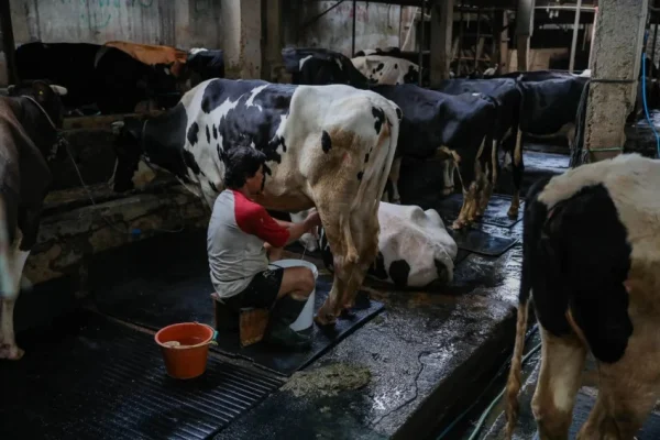 rupiah-ambruk-parah-pelaku-industri-susu-mulai-cemas-btf