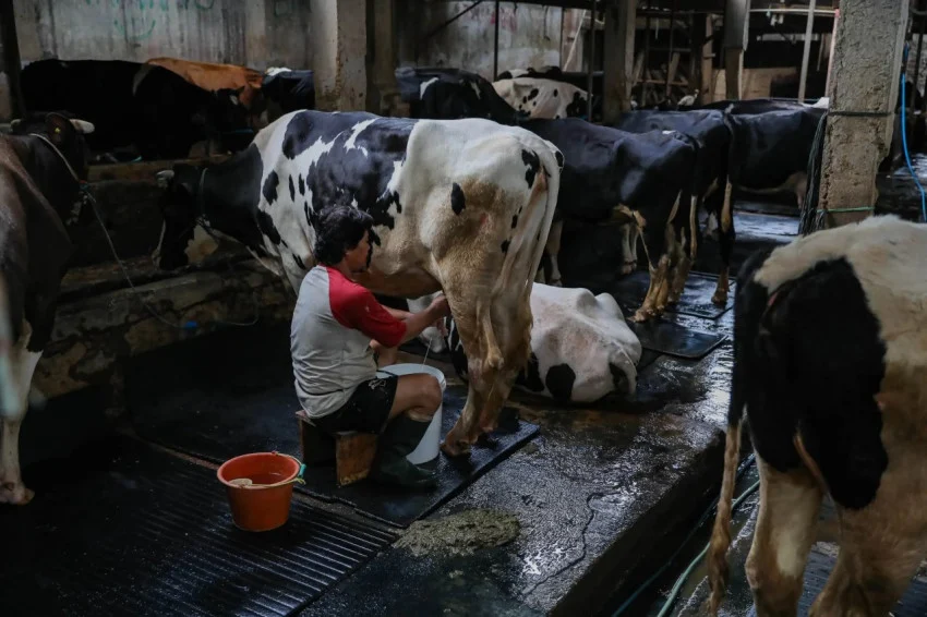 rupiah-ambruk-parah-pelaku-industri-susu-mulai-cemas-btf