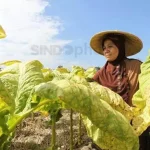 soal-aturan-baru-kemenkes-bupati-bondowoso-komitmen-lindungi-petani-tembakau-mrr