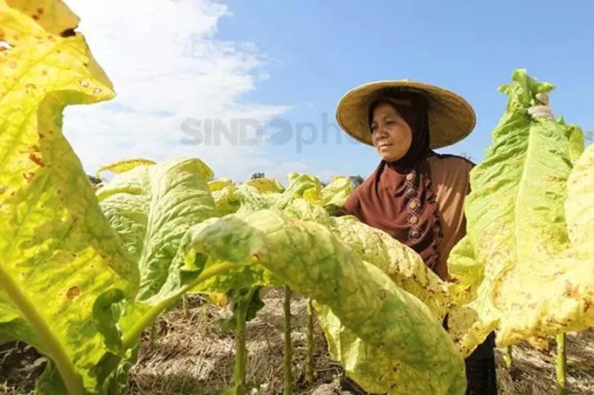 soal-aturan-baru-kemenkes-bupati-bondowoso-komitmen-lindungi-petani-tembakau-mrr