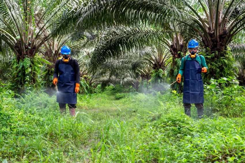 gapki-tegaskan-industri-sawit-ri-terapkan-standar-keselamatan-kerja-berkelanjutan-ocv