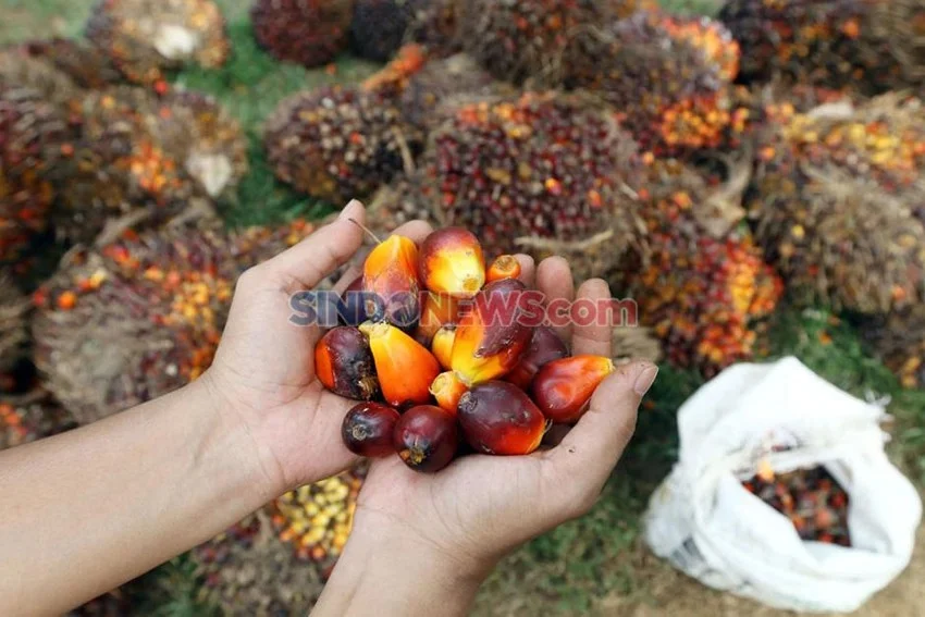 guru-besar-ipb-klaim-kerugian-rp600-triliun-akibat-under-invoicing-sawit-harus-diaudit-secara-independen-aze