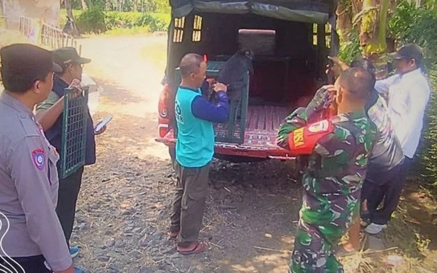 kisah-warga-bondowoso-sukarela-serahkan-lutung-jawa-ke-kemenhut-axu