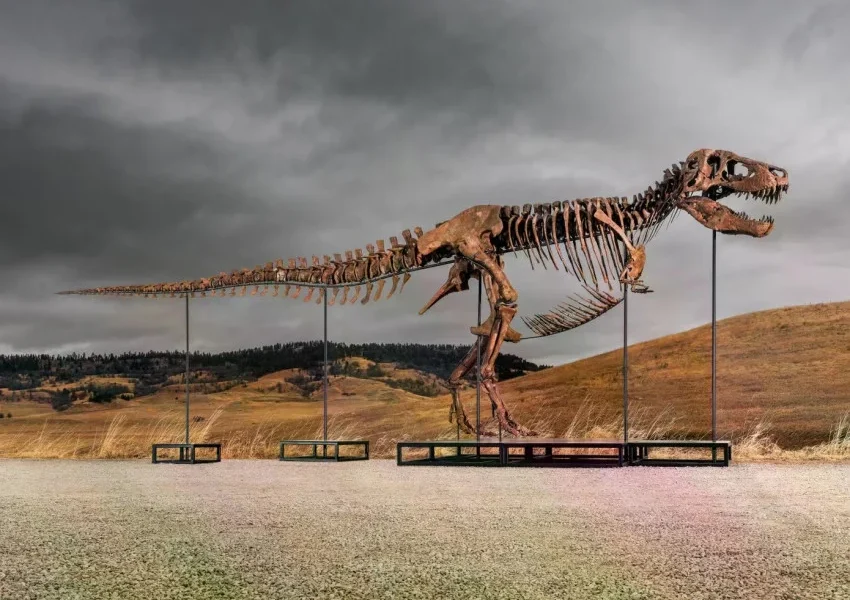 orang-kaya-misterius-membeli-fosil-dinosaurus-dmx