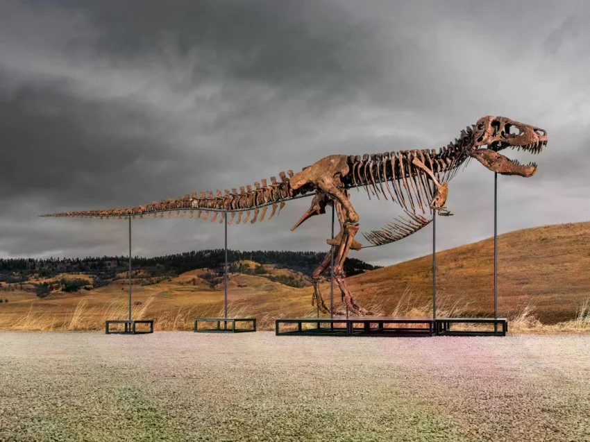 orang-kaya-misterius-membeli-fosil-dinosaurus-dmx