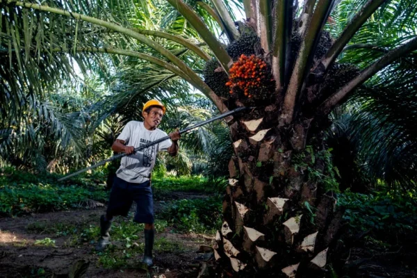 produksi-cpo-ri-capai-53-juta-ton-hilirisasi-sawit-perlu-dipercepat-kpa