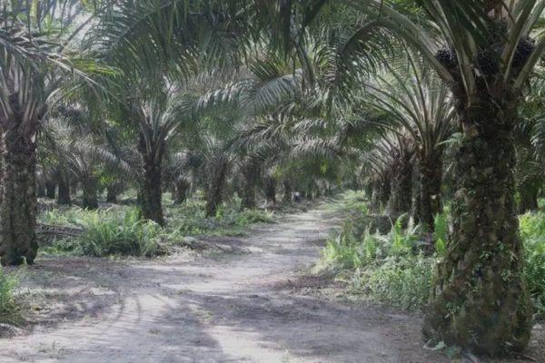 agrinas-buka-suara-terkait-peristiwa-di-kebun-batang-fvt