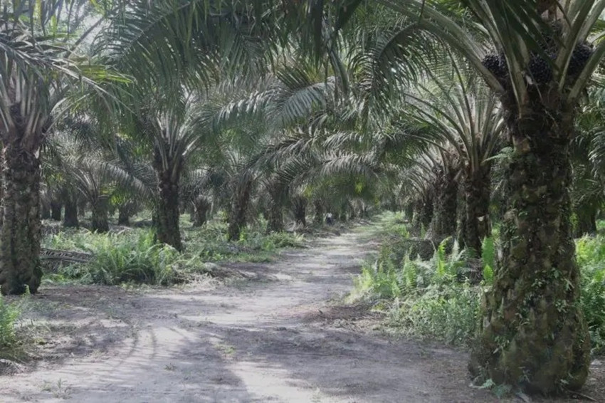 agrinas-buka-suara-terkait-peristiwa-di-kebun-batang-fvt