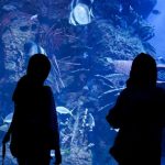edukasi-keanekaragaman-satwa-jakarta-aquarium-safari-kenalkan-red-fox-dan-arctic-fox-zpx