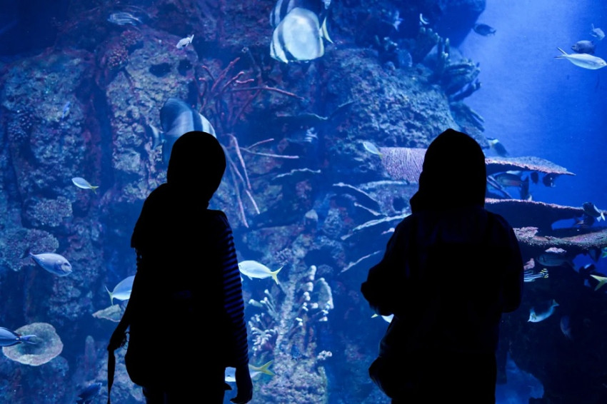 edukasi-keanekaragaman-satwa-jakarta-aquarium-safari-kenalkan-red-fox-dan-arctic-fox-zpx
