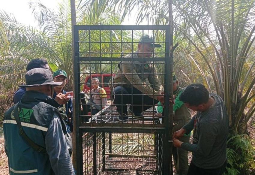 kemenhut-tangani-konflik-beruang-madu-di-riau-keselamatan-warga-jadi-prioritas-pgn