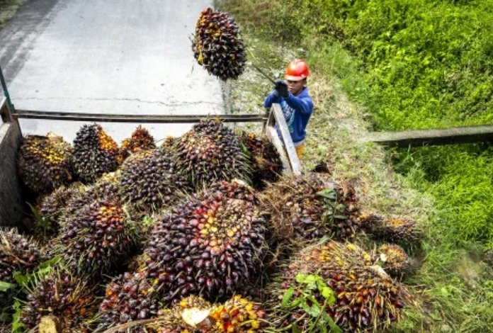 petani-sawit-tolak-moratorium-pabrik-sawit-baru-dorong-penataan-berbasis-kemitraan-jpz