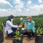 tumbuh-10-lebih-ptpn-group-raih-penjualan-rp29-triliun-di-semester-i2026-aph