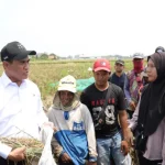 indexpolitica-nilai-kinerja-mentan-amran-tertinggi-di-kabinet-merah-putih-raih-skor-91-qni